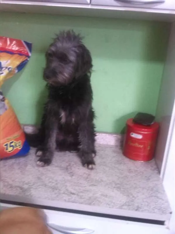 Cachorro ra a SRD idade 1 ano nome sem nome