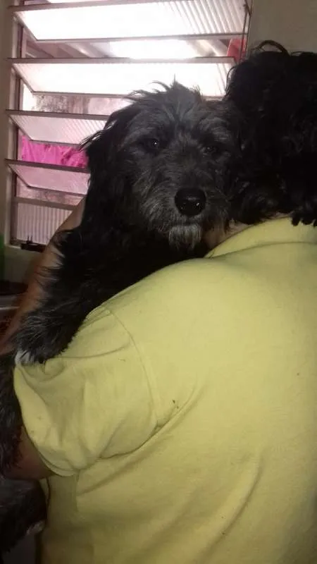 Cachorro ra a SRD idade 1 ano nome sem nome