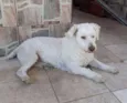 Davi