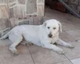 Davi
