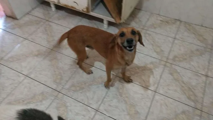 Cachorro ra a SRD idade 5 anos nome HOSP 