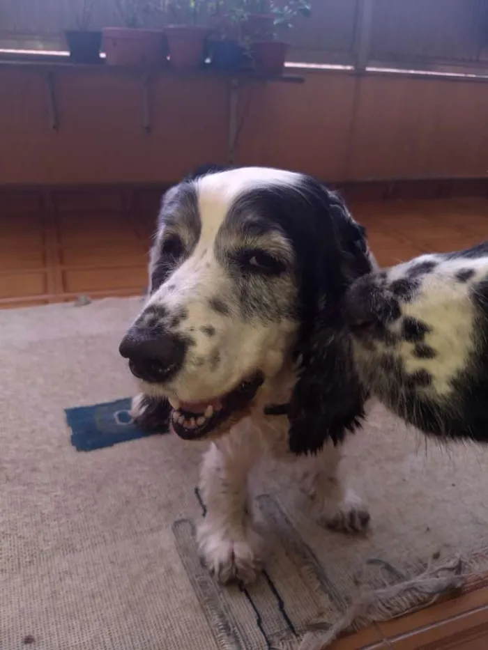 Cachorro ra a Cocker SPANIEL idade 6 ou mais anos nome Mel e Marley