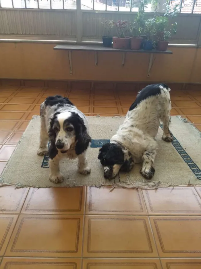 Cachorro ra a Cocker SPANIEL idade 6 ou mais anos nome Mel e Marley