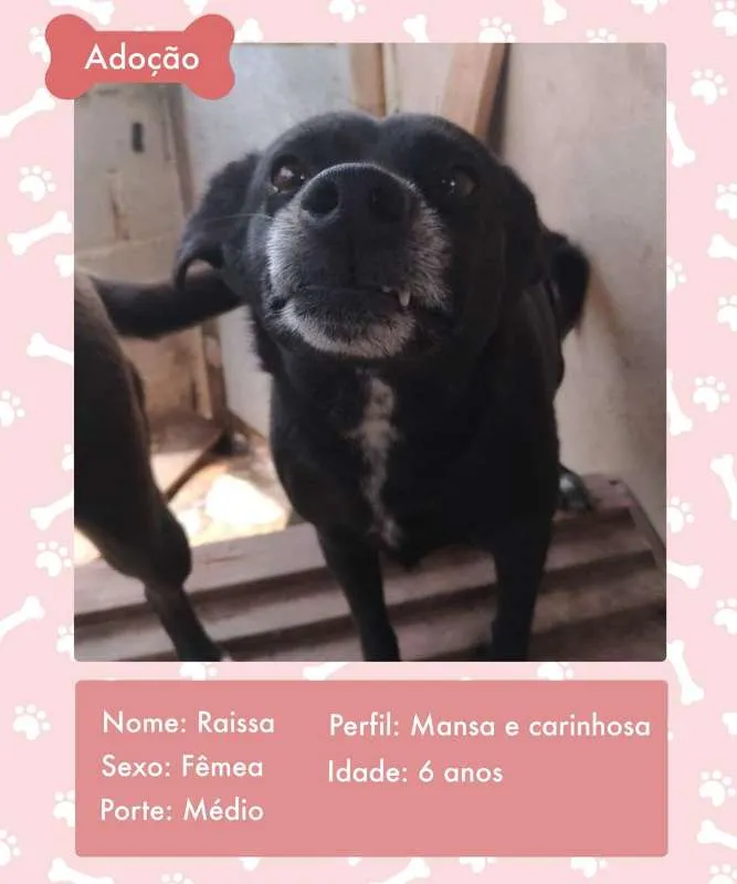 Cachorro ra a SRD idade 6 ou mais anos nome RAYSSA