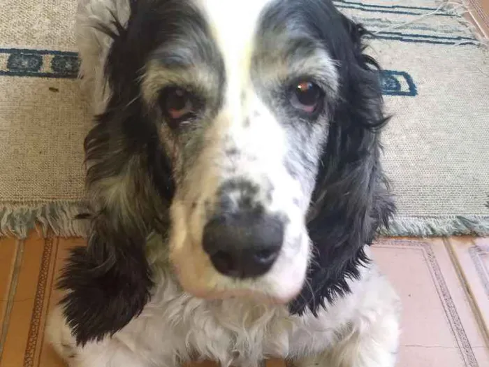 Cachorro ra a Cocker SPANIEL idade 6 ou mais anos nome Mel e Marley
