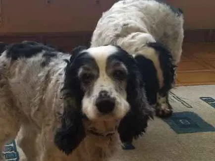 Cachorro ra a Cocker SPANIEL idade 6 ou mais anos nome Mel e Marley