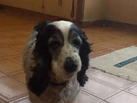 Cachorro ra a Cocker SPANIEL idade 6 ou mais anos nome Mel e Marley