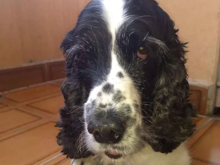 Cachorro ra a Cocker SPANIEL idade 6 ou mais anos nome Mel e Marley