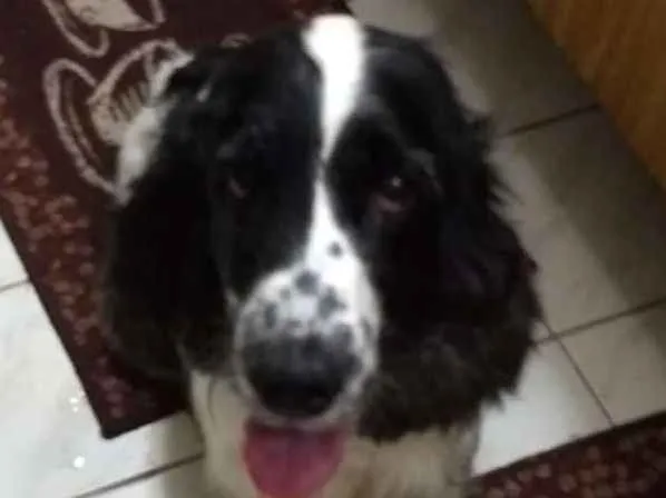 Cachorro ra a Cocker SPANIEL idade 6 ou mais anos nome Mel e Marley