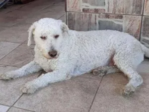 Cachorro raça Poodle idade 2 anos nome Davi