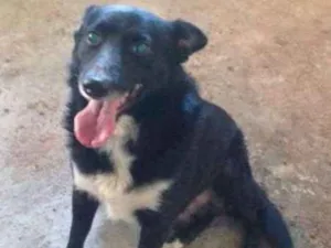 Cachorro raça SRD idade 2 anos nome JOSE