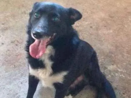 Cachorro ra a SRD idade 2 anos nome JOSE