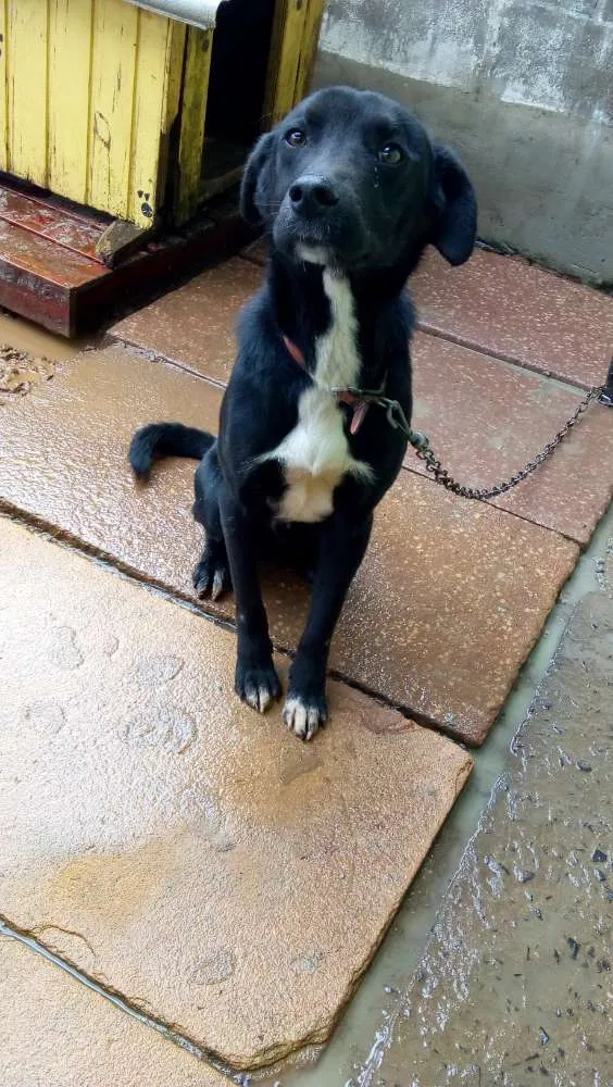 Cachorro ra a Labrador/... idade 1 ano nome Robin