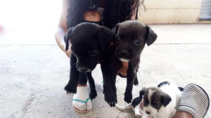 Cachorro ra a SRD idade Abaixo de 2 meses nome sem nome
