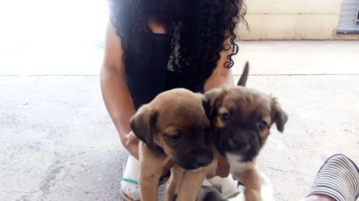 Cachorro ra a SRD idade Abaixo de 2 meses nome sem nome