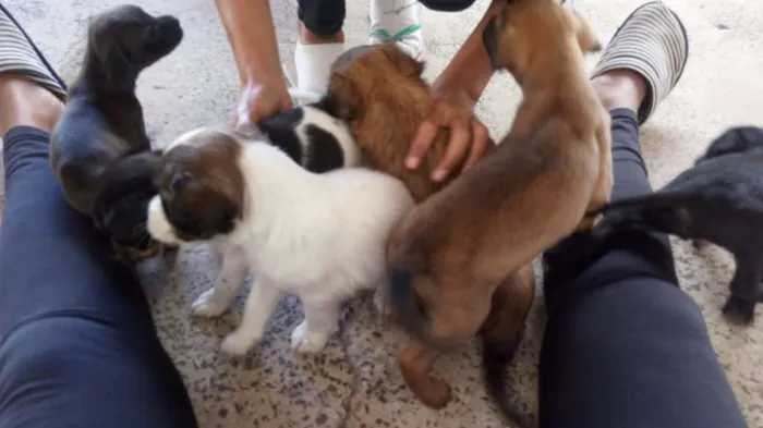 Cachorro ra a SRD idade Abaixo de 2 meses nome sem nome
