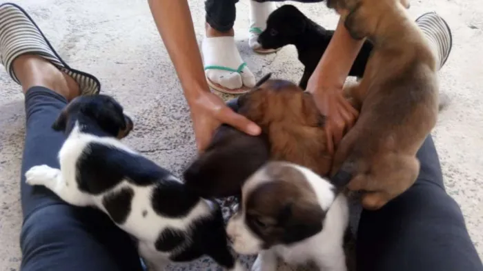 Cachorro ra a SRD idade Abaixo de 2 meses nome sem nome
