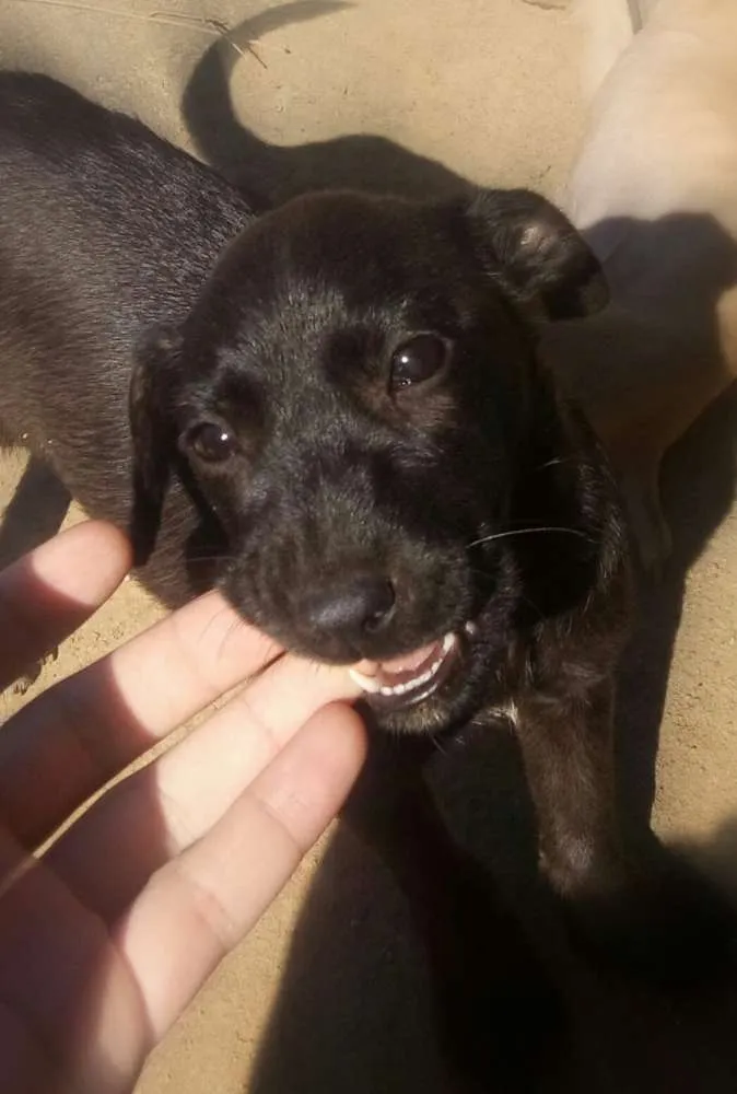 Cachorro ra a Vira-lata idade 2 a 6 meses nome Sem nome