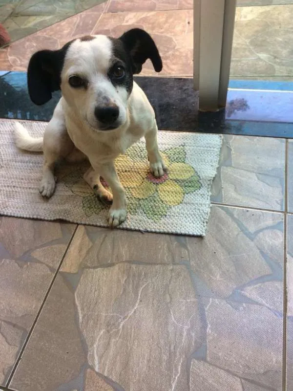 Cachorro raça SRD idade 3 anos nome Joel