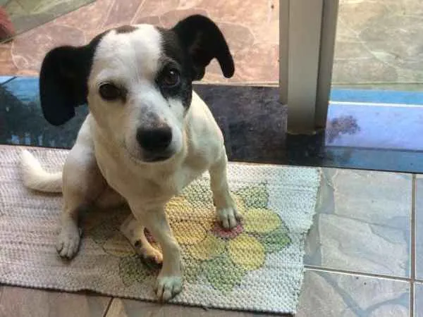 Cachorro raça SRD idade 3 anos nome Joel