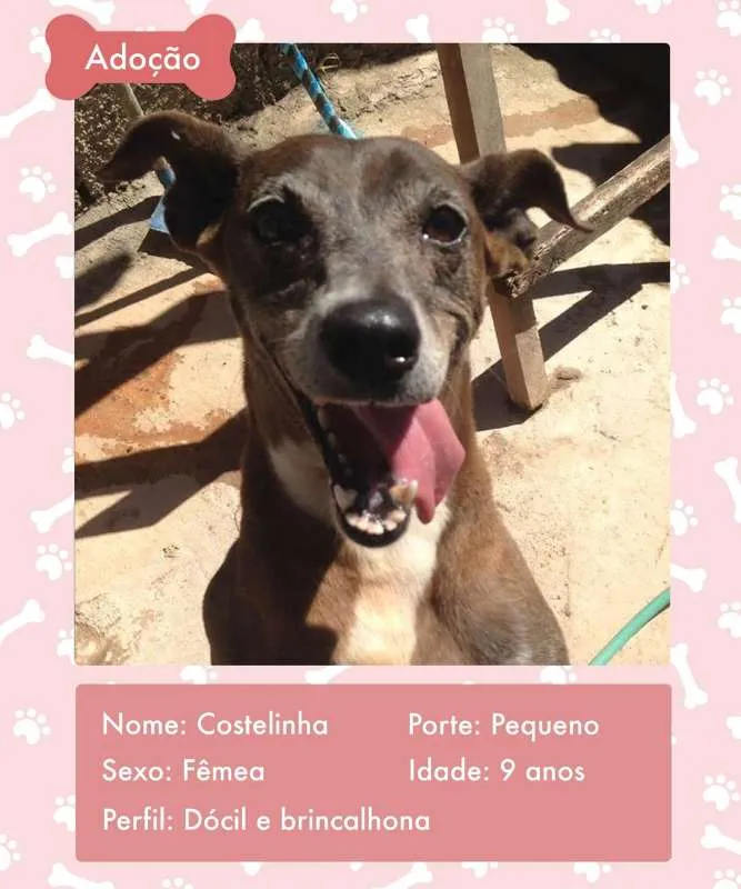 Cachorro ra a SRD idade 6 ou mais anos nome COSTELINHA 