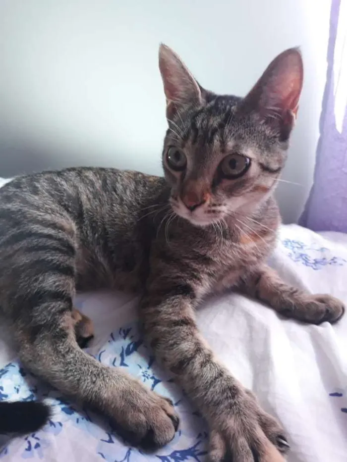 Gato ra a  idade 2 a 6 meses nome Aurora