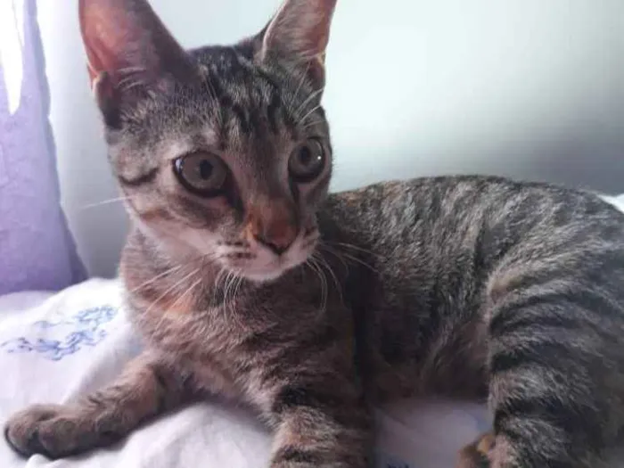 Gato ra a  idade 2 a 6 meses nome Aurora