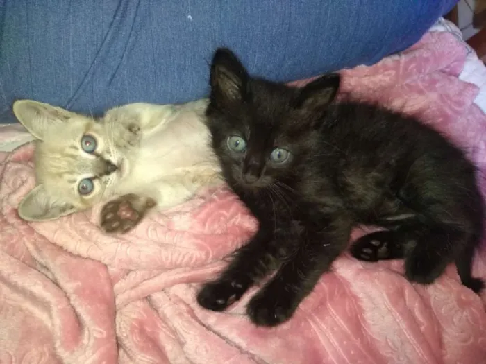 Gato ra a Sem raça definida idade Abaixo de 2 meses nome Sem nome 