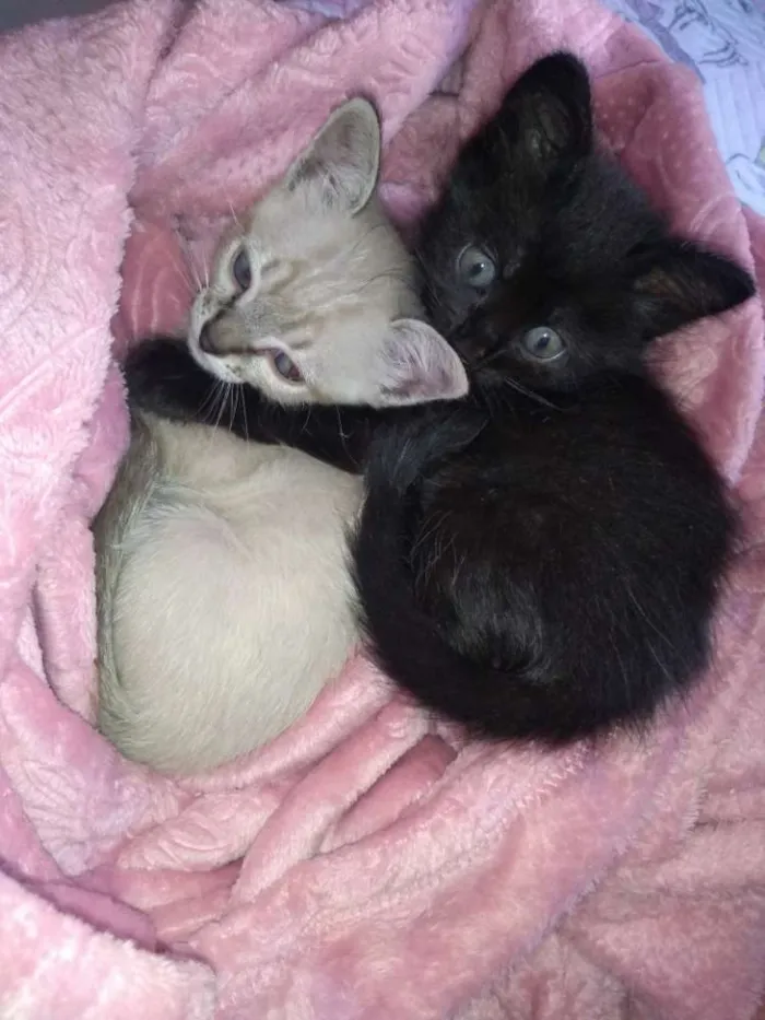 Gato ra a Sem raça definida idade Abaixo de 2 meses nome Sem nome 