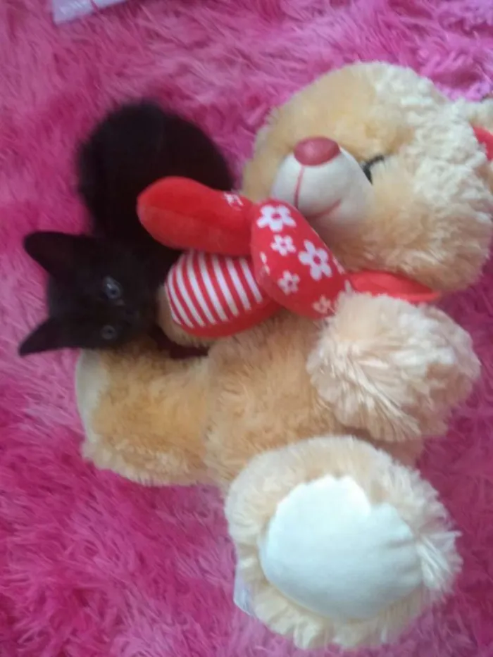 Gato ra a Sem raça definida idade Abaixo de 2 meses nome Sem nome 