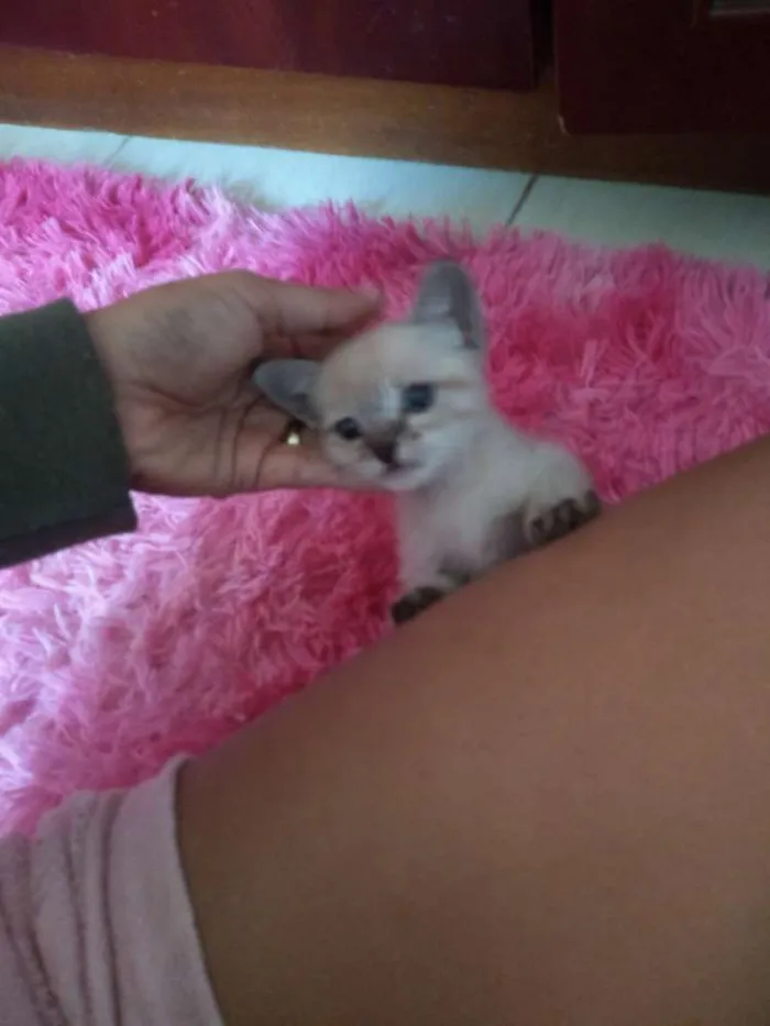 Gato ra a Sem raça definida idade Abaixo de 2 meses nome Sem nome 