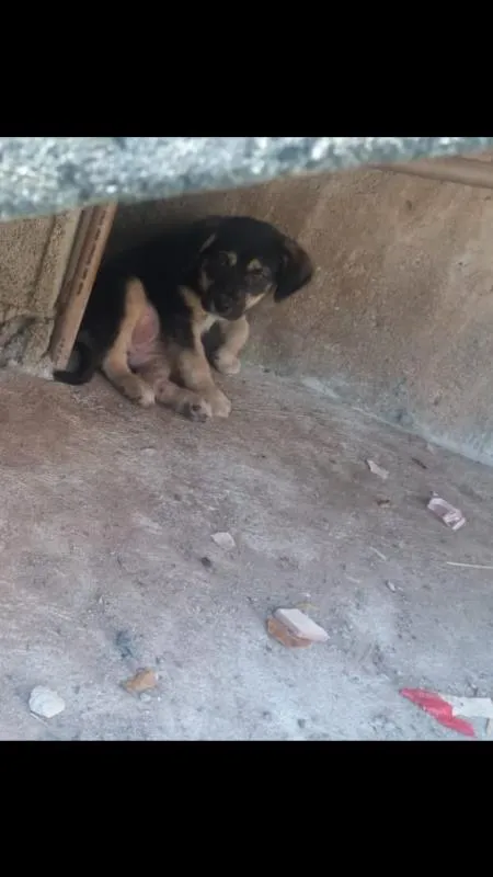 Cachorro ra a indefinida idade 2 a 6 meses nome sem nome
