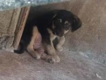 Cachorro ra a indefinida idade 2 a 6 meses nome sem nome