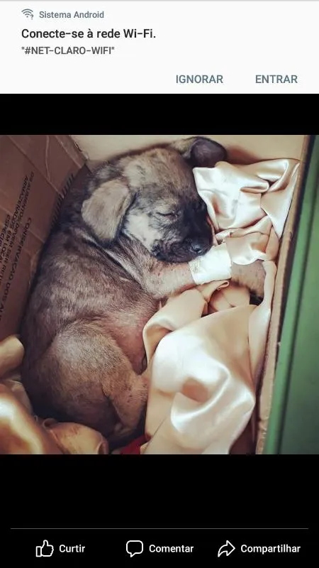 Cachorro ra a indefinida idade 2 a 6 meses nome sem nome
