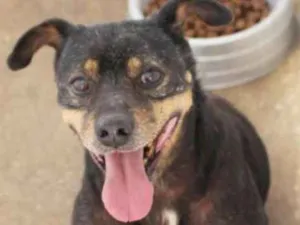 Cachorro raça SRD idade 6 ou mais anos nome CORONEL
