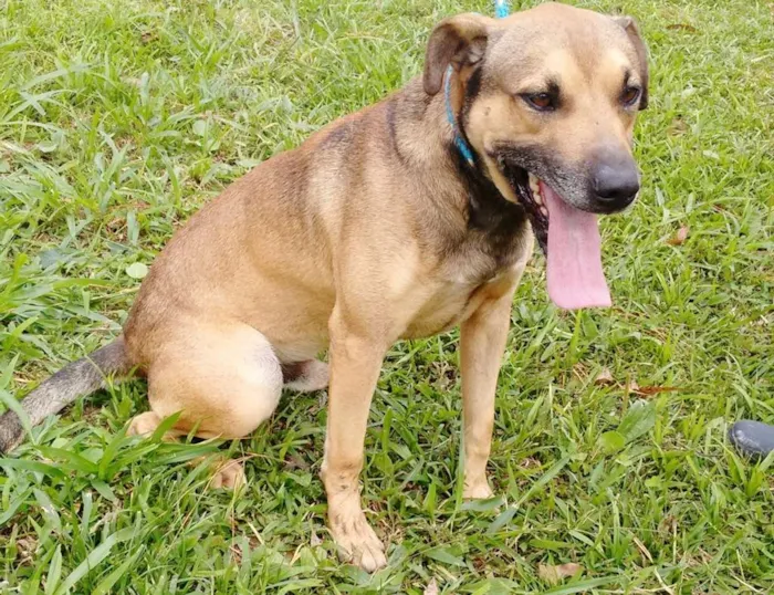 Cachorro ra a SRD idade 5 anos nome GAROTO