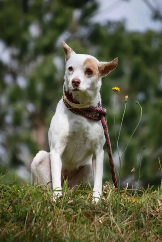 Cachorro ra a SRD idade 6 ou mais anos nome DEKA