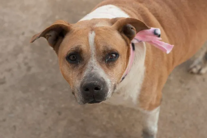 Cachorro ra a SRD idade 6 ou mais anos nome GOLIAS 