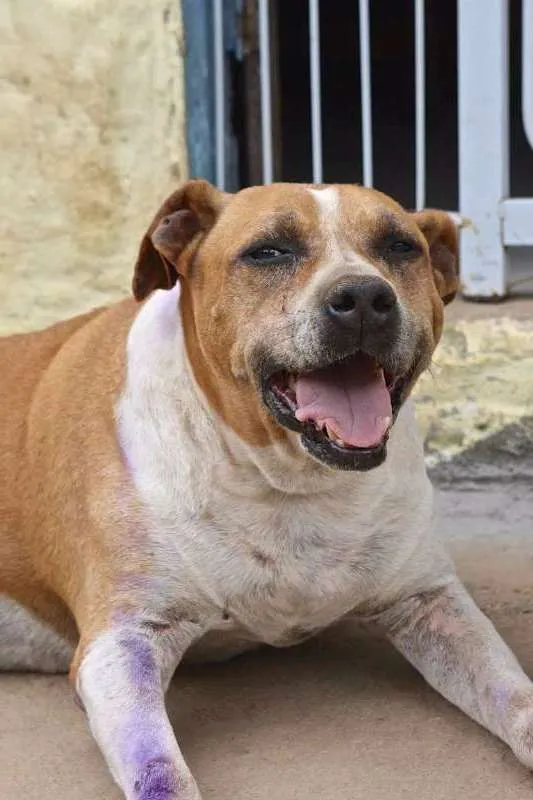 Cachorro ra a SRD idade 6 ou mais anos nome GOLIAS 