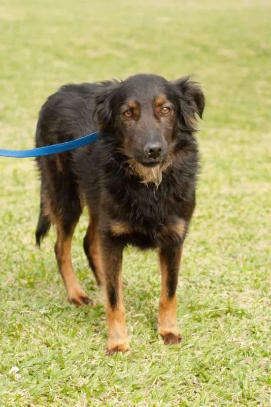 Cachorro ra a SRD idade 6 ou mais anos nome SILAS 