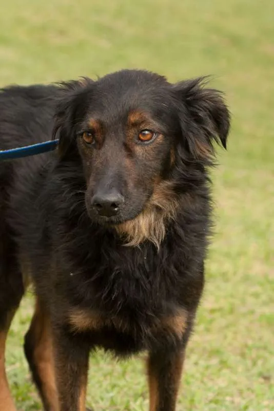 Cachorro ra a SRD idade 6 ou mais anos nome SILAS 