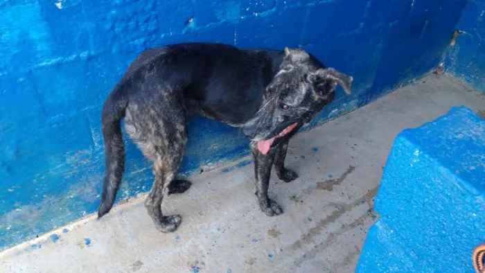 Cachorro ra a SRD idade 4 anos nome BARÃO 