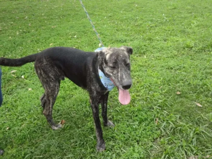 Cachorro ra a SRD idade 4 anos nome BARÃO 