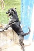 BARÃO 
