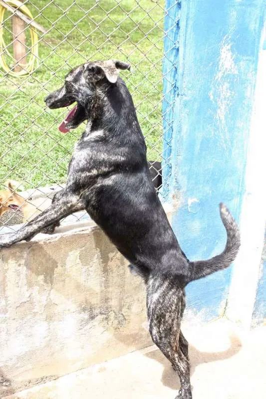 Cachorro ra a SRD idade 4 anos nome BARÃO 