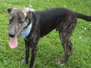 Cachorro raça SRD idade 4 anos nome BARÃO 