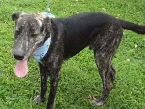 Cachorro ra a SRD idade 4 anos nome BARÃO 