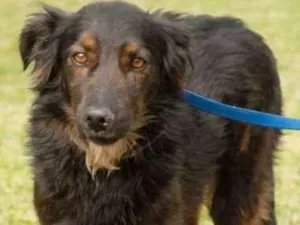 Cachorro raça SRD idade 6 ou mais anos nome SILAS 