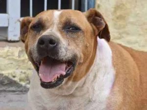 Cachorro raça SRD idade 6 ou mais anos nome GOLIAS 