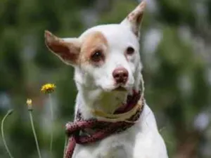 Cachorro raça SRD idade 6 ou mais anos nome DEKA
